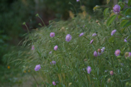 Knautia arvensisBeemdkroon bestellen